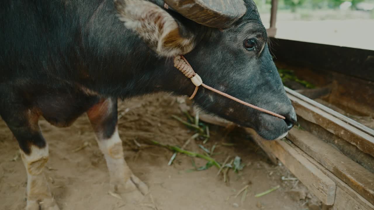 亚洲水牛在宁静的乡村草地上吃草视频素材