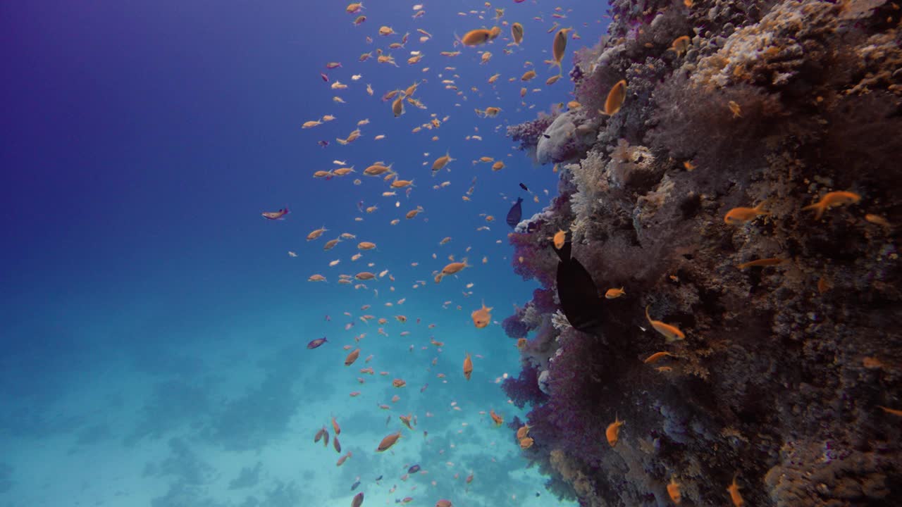 陡峭的垂直珊瑚礁是海金鱼和许多其他鱼类的家园。在背景中你可以看到深蓝色的大海视频素材