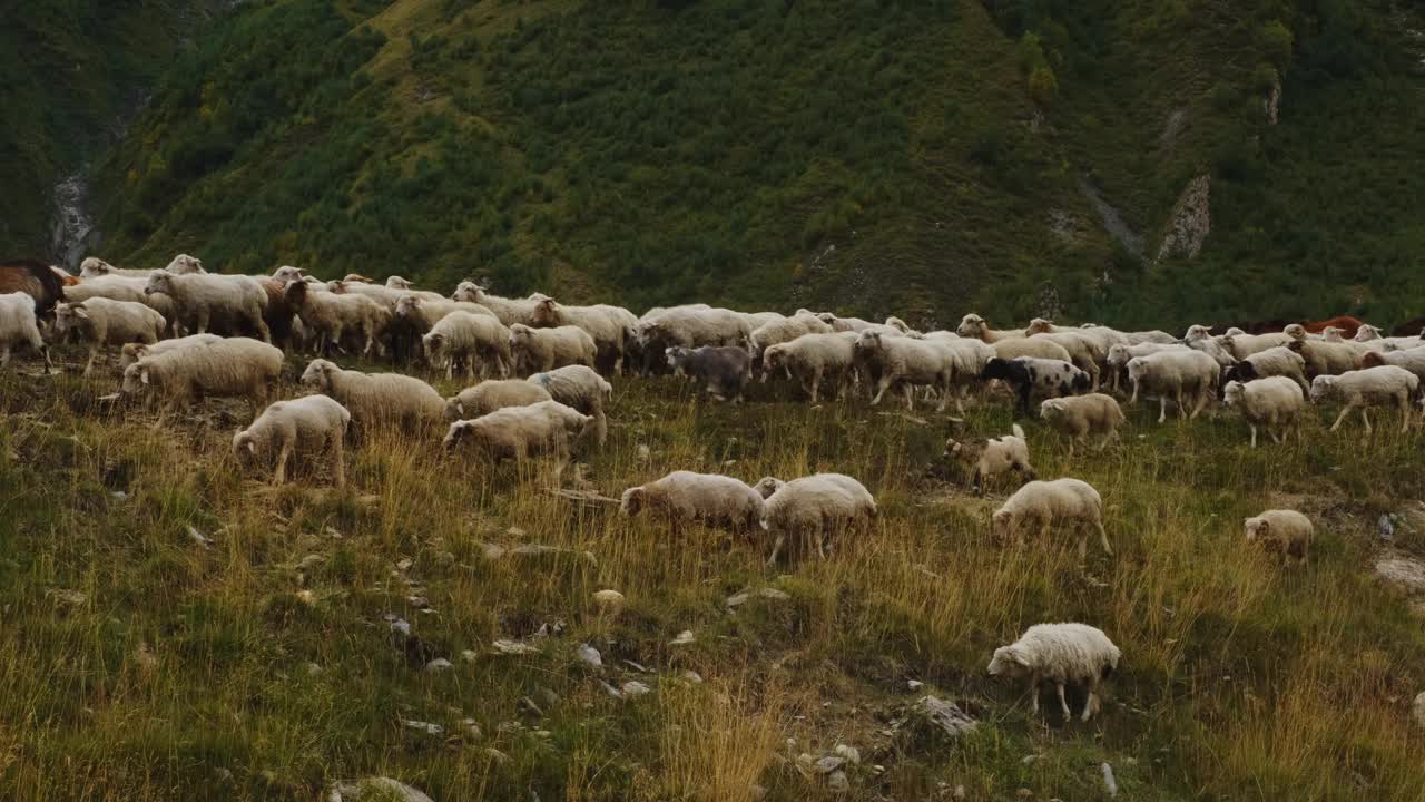 秋天，一大群山羊和绵羊走在绿色高山之间的道路和田野上。农业、畜牧业和农业的概念。水平4k画面。视频素材