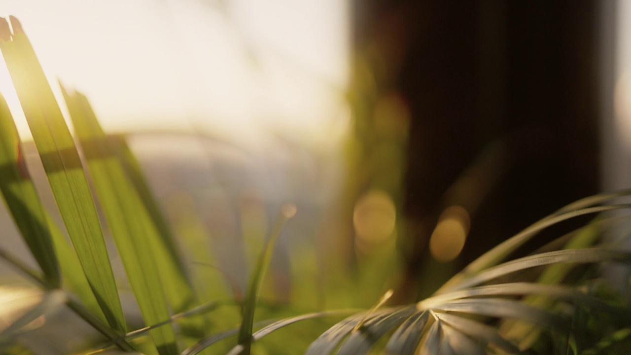 手持b卷盆栽植物在家里的阳光视频素材