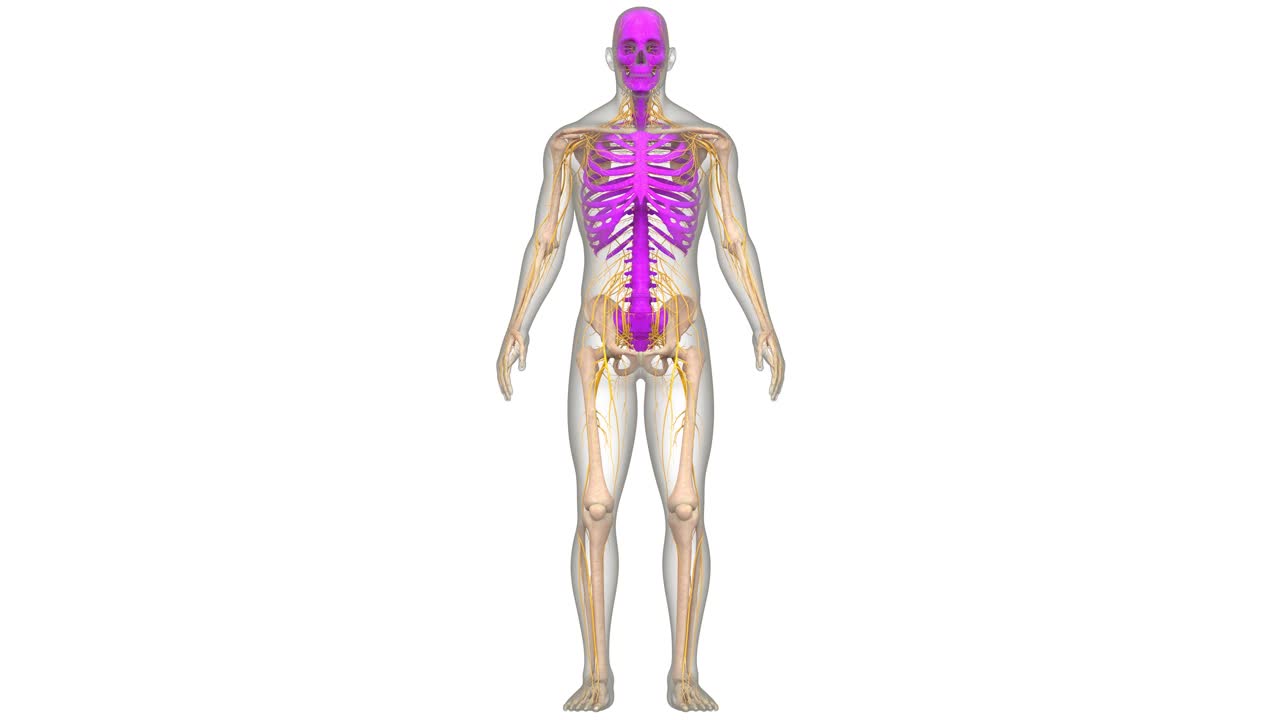 人体骨骼系统轴向骨骼解剖动画概念视频素材