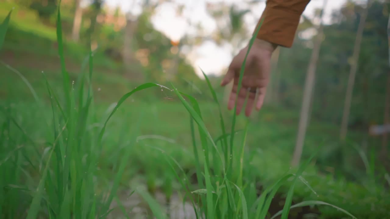 早晨，女性在梯田里触摸绿色水稻种植园的近景。视频素材