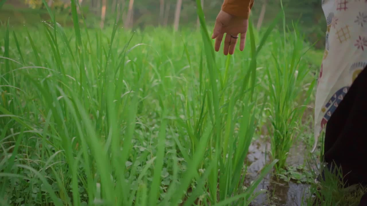 早晨，女性在梯田里触摸绿色水稻种植园的近景。视频素材