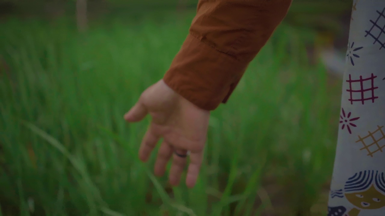 早晨，女性在梯田里触摸绿色水稻种植园的近景。视频下载