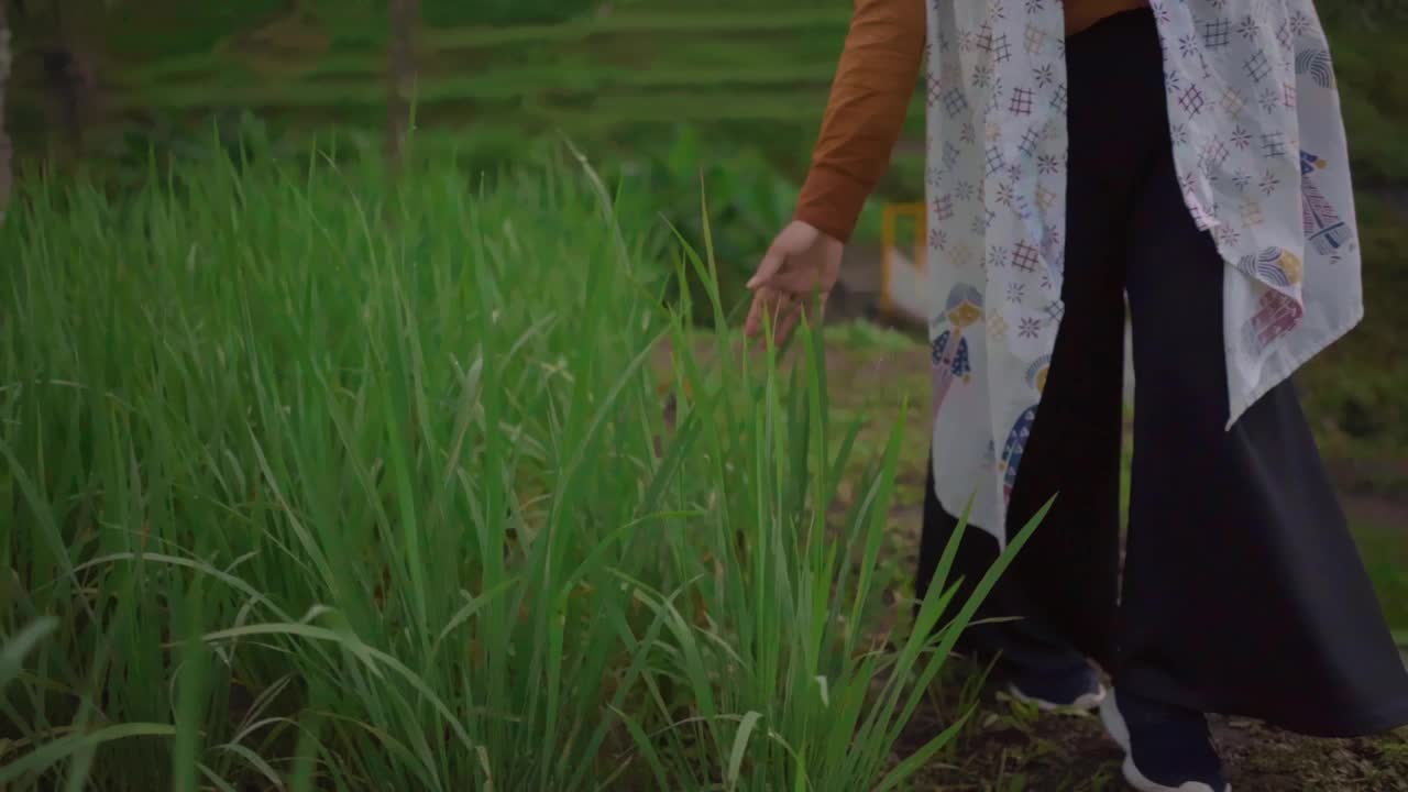 早晨，女性的手抚摸着梯田里的绿色水稻种植园。视频下载