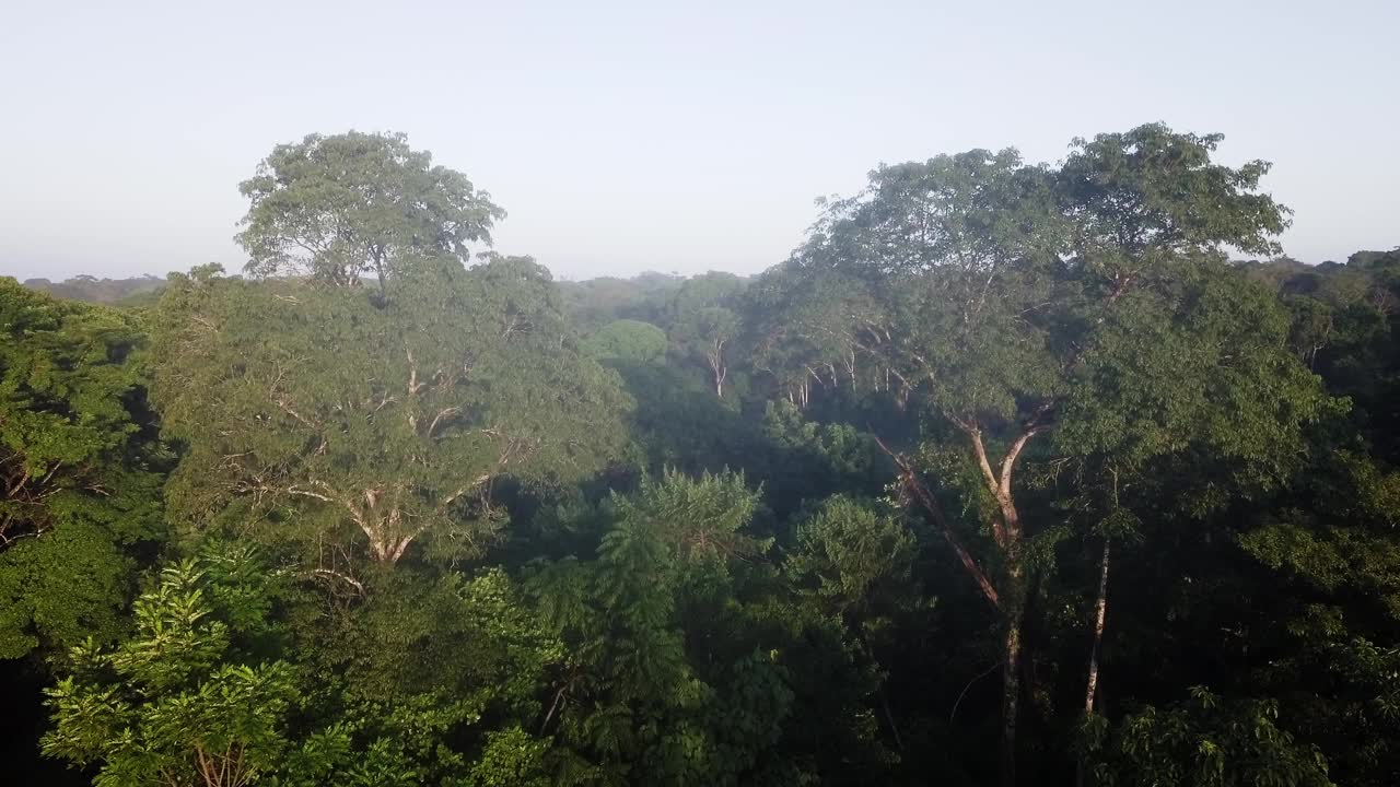 清晨日出的空中景观雨林在维达西尔韦斯特卡诺内格罗，哥斯达黎加荒野视频下载