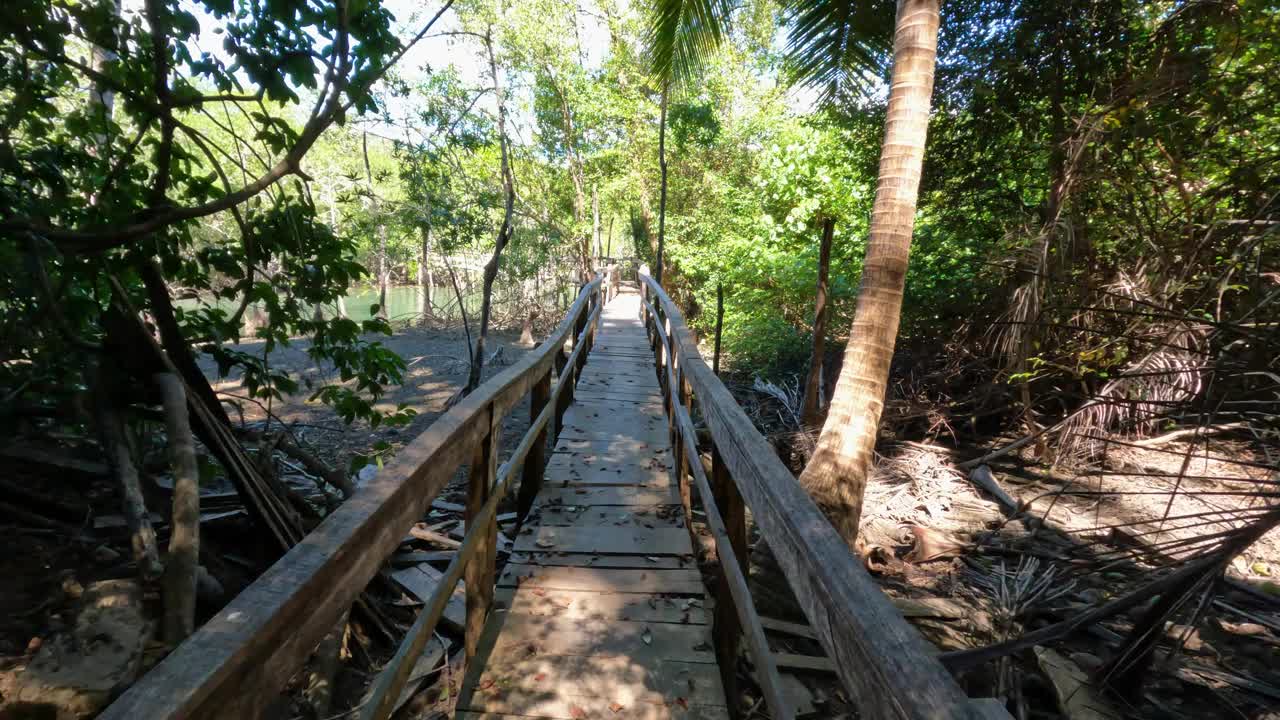 木桥路径在沼泽河与植被灌丛，夏季旅游探索概念，库鲁野生动物保护区，哥斯达黎加野生动物视频下载