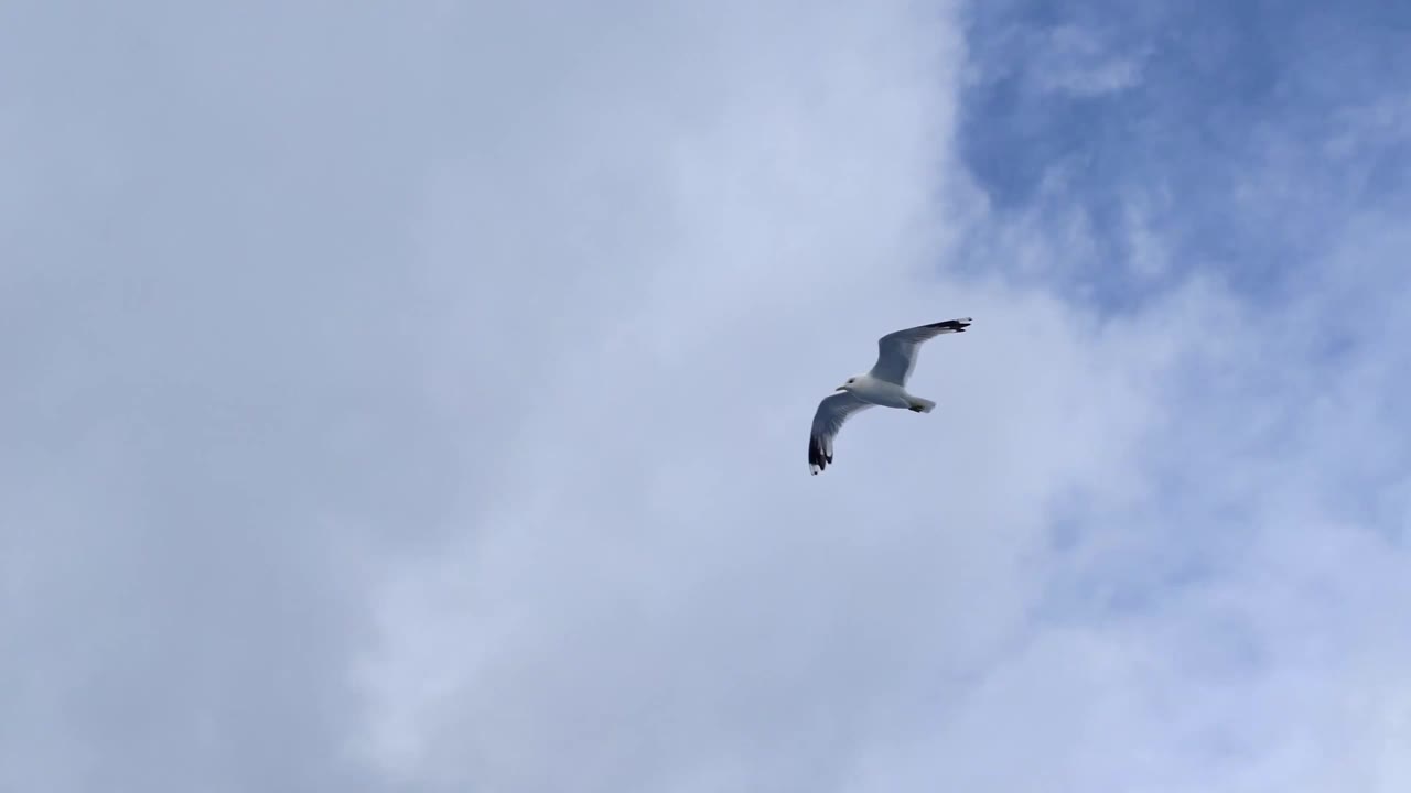 一只海鸥飞过一艘游船的上空，为它送行视频素材