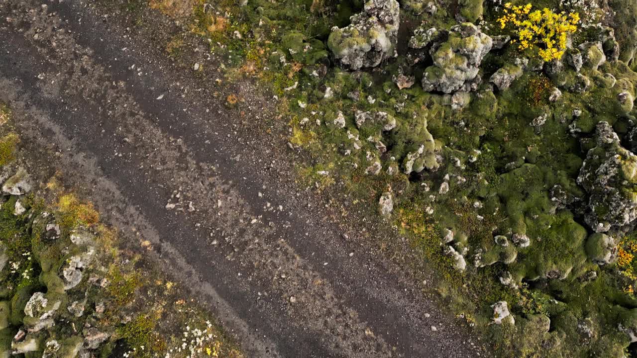 冰岛的一片干燥的熔岩和苔藓地视频素材