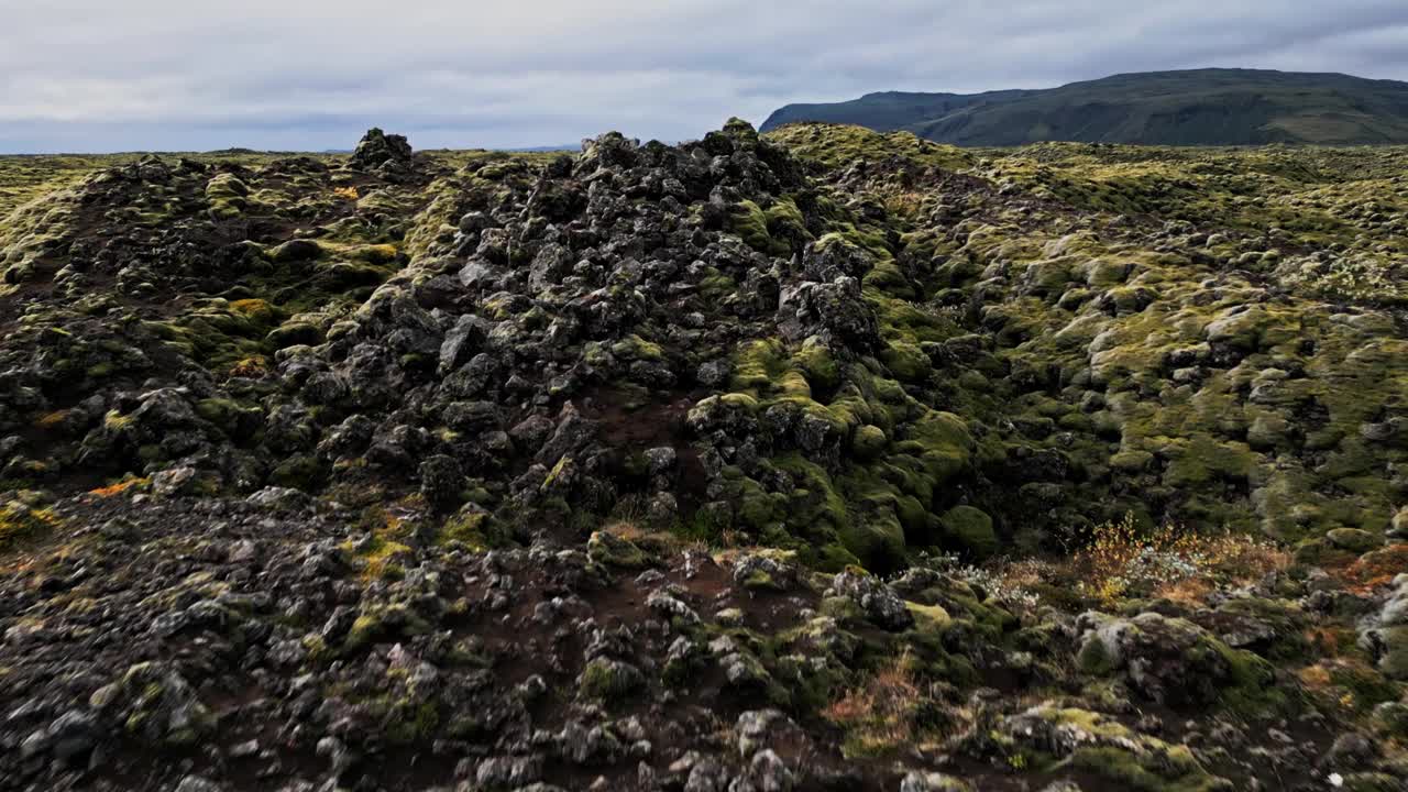 冰岛的一片干燥的熔岩和苔藓地视频素材