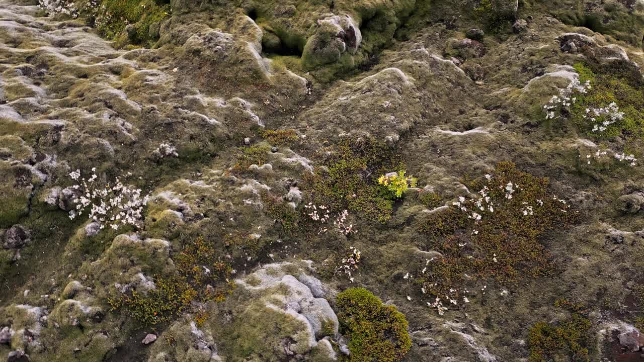 冰岛的一片干燥的熔岩和苔藓地视频素材