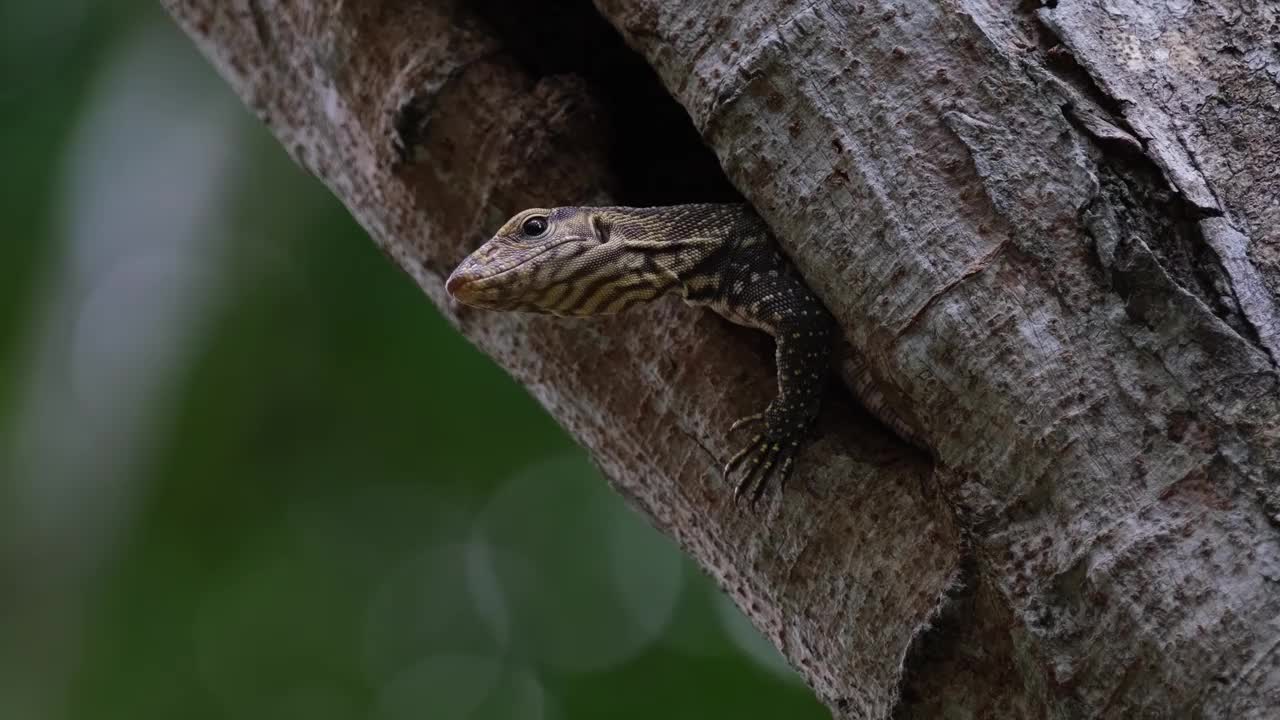 泰国云虎(Varanus nebulosus Thailand)，这只在多风的森林里抓着身子，从洞穴里探出头来的放大照片视频素材