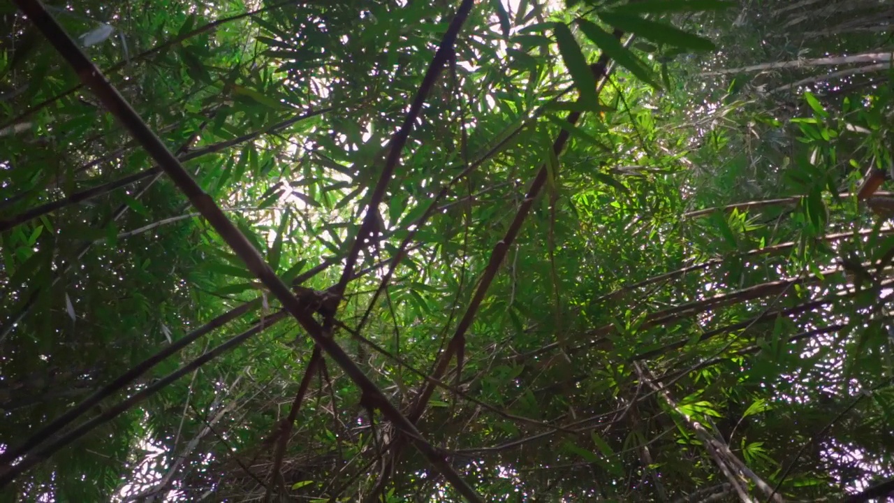 巴厘岛竹林，热带自然背景。视频素材