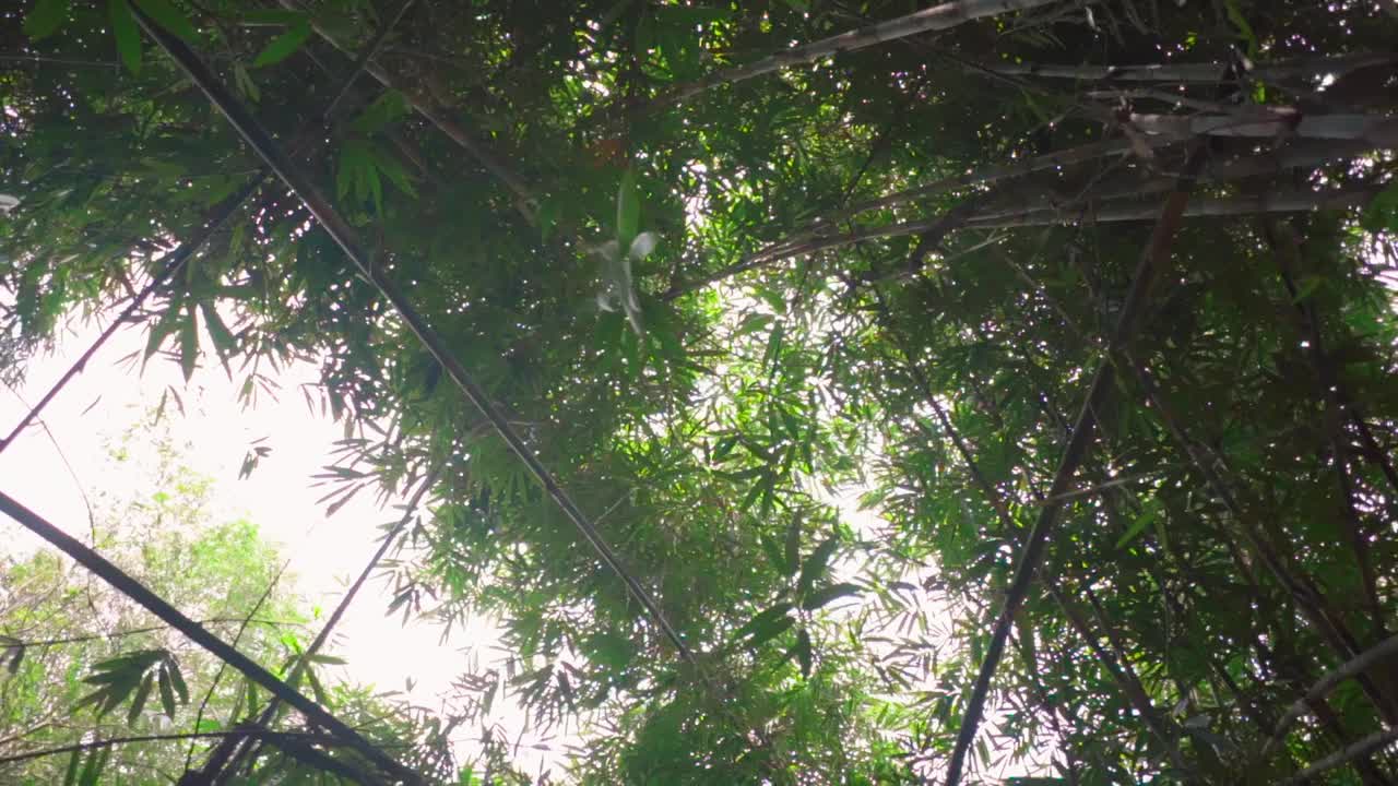 巴厘岛竹林，热带自然背景。视频下载