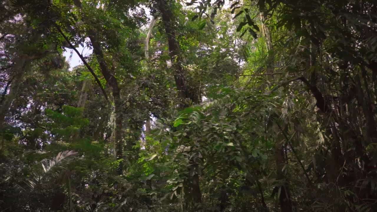 巴厘岛竹林，热带自然背景。视频素材