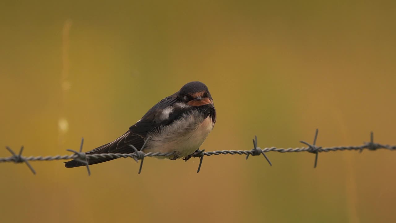 一只仓燕(Hirundo rustica)蹲在一排铁丝网上视频素材