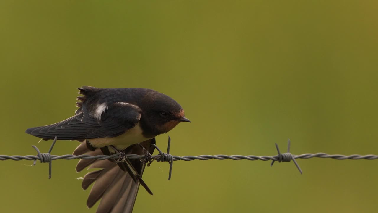 一只仓燕(Hirundo rustica)蹲在一排铁丝网上视频素材