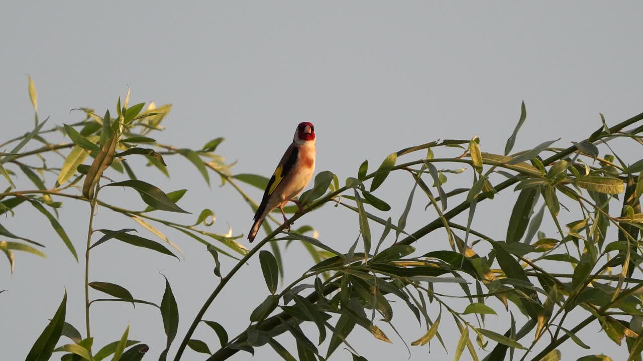 一只欧洲金翅雀，或简称金翅雀(Carduelis Carduelis)，在黄昏的光线中栖息在柳树顶上视频素材