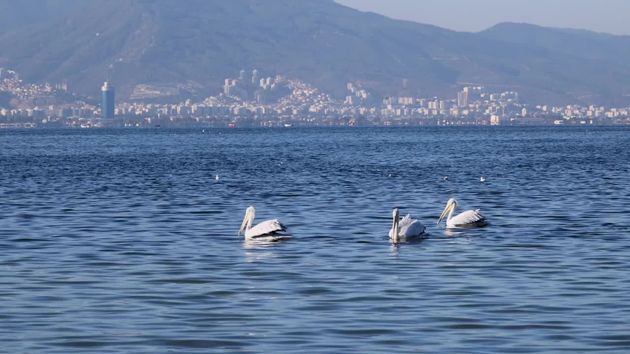 三只鹈鹕一起在平静的蓝色大海里游泳视频下载