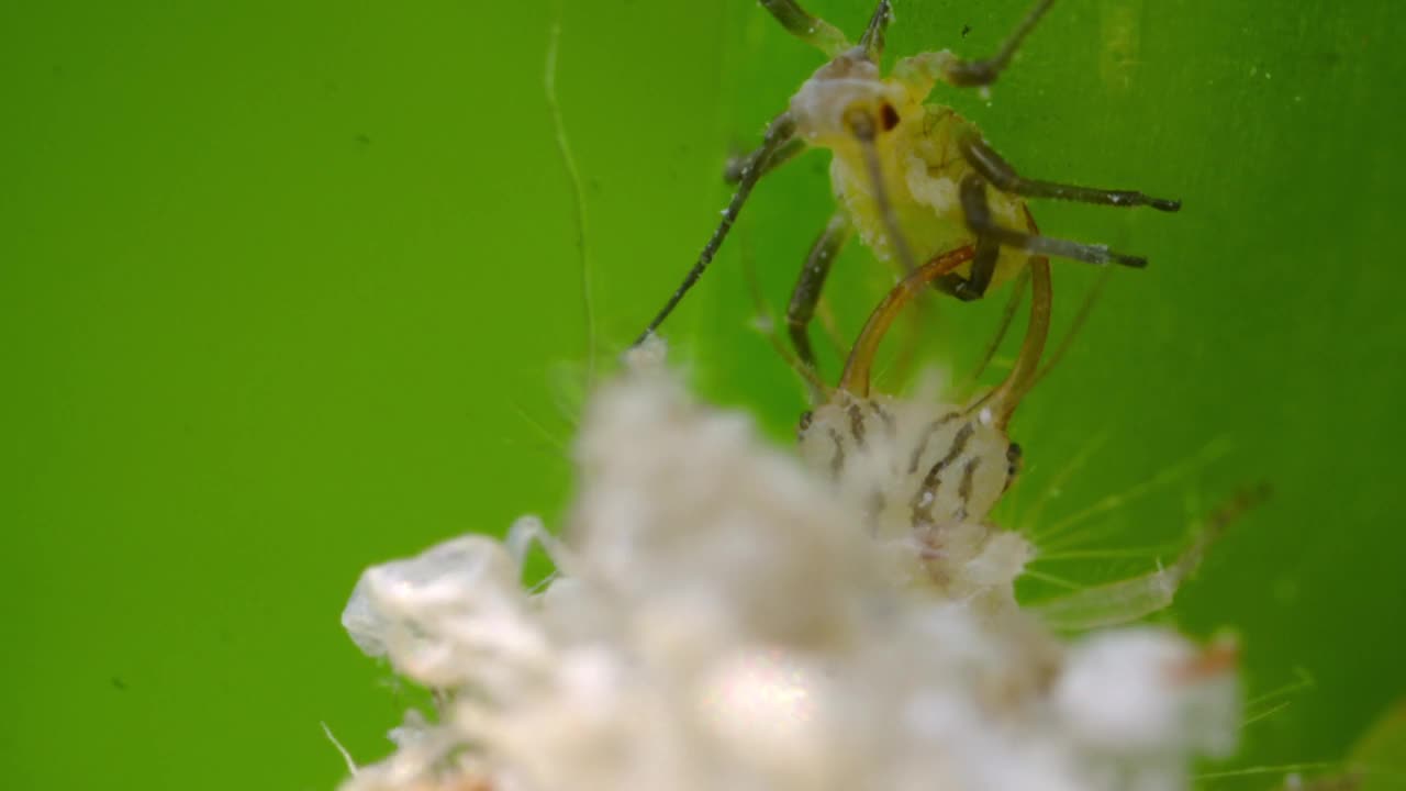 草蛉(神经翅目)幼虫伪装成虫体攻击蚜虫/京畿道，韩国视频素材