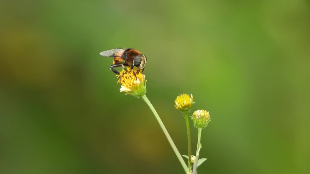 蜜蜂在黄花上授粉视频下载