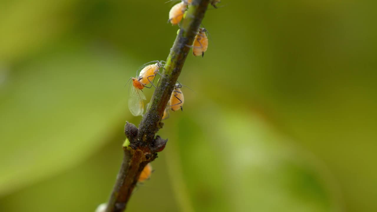 蚜虫(Aphis mali)交配/韩国京畿道视频素材