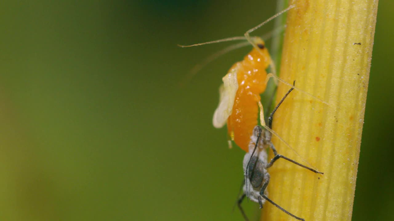 有翅膀的雄性蚜虫(Aphis mali)的转化过程/韩国京畿道视频素材