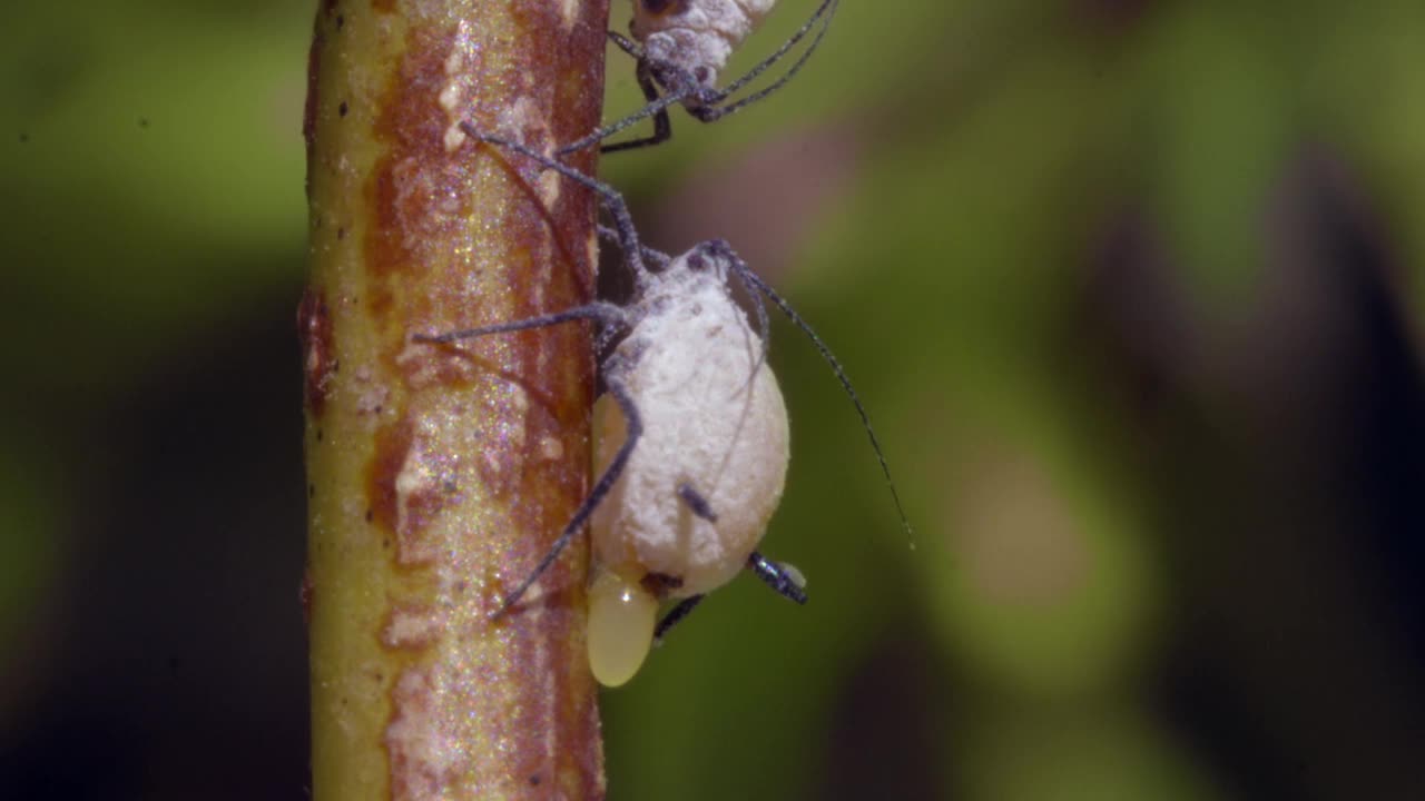 产蚜虫(Aphis mali)卵/韩国京畿道视频素材