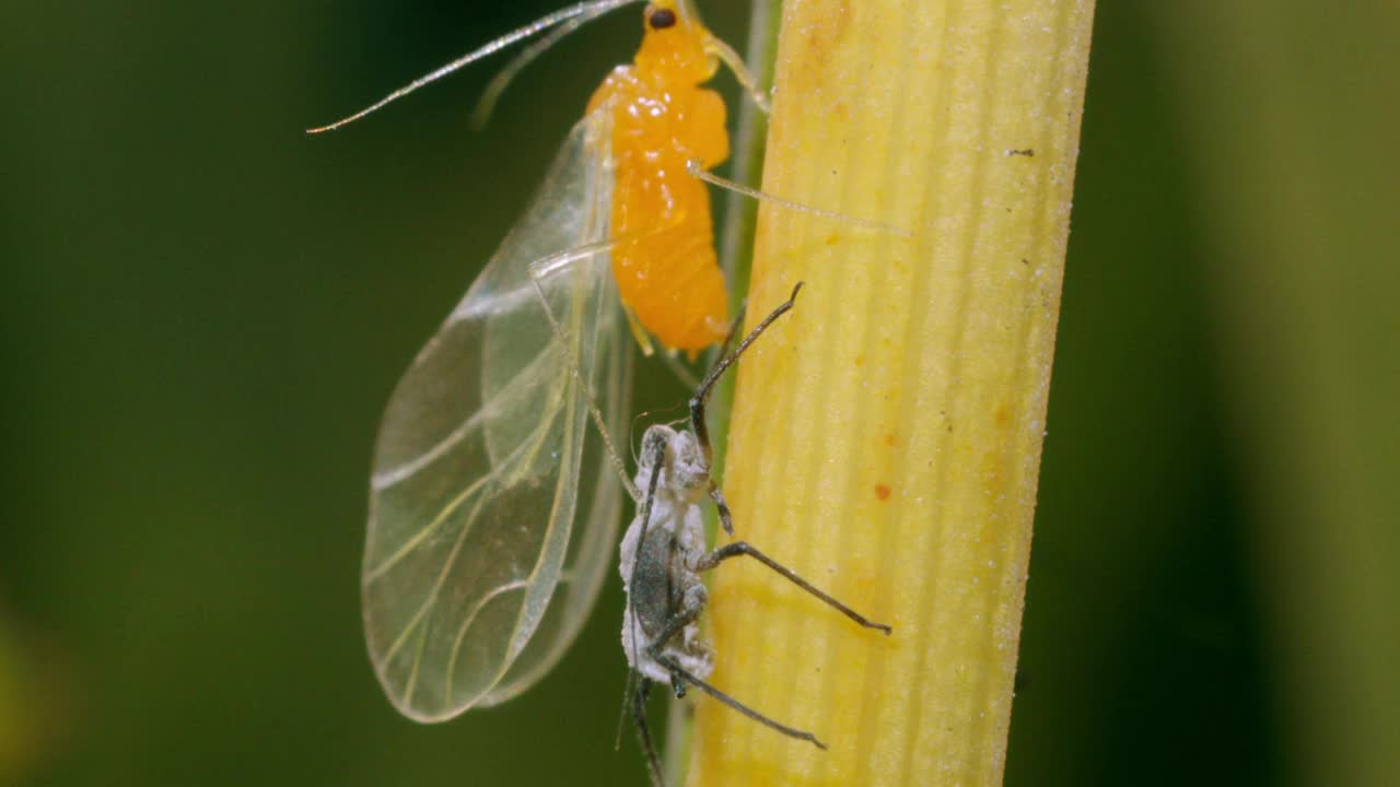 有翅膀的雄性蚜虫(Aphis mali)的转化过程/韩国京畿道视频素材