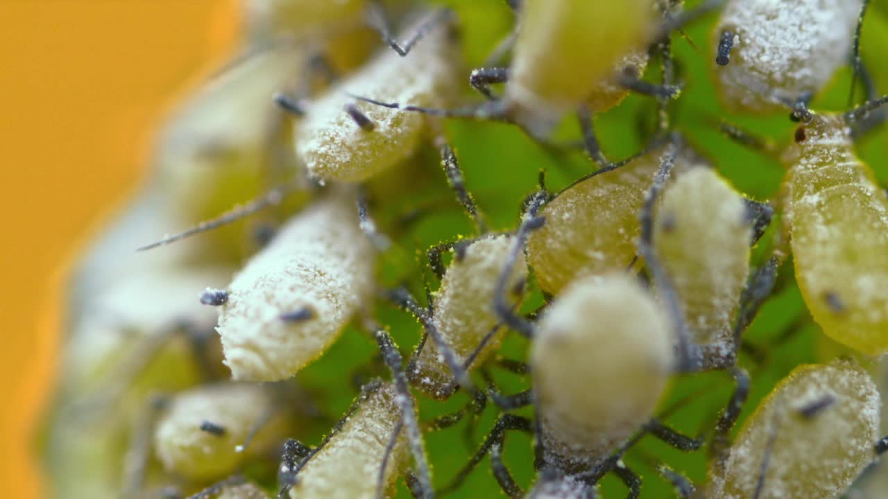 蚜虫(蚜虫)聚集在植物上/韩国京畿道视频素材