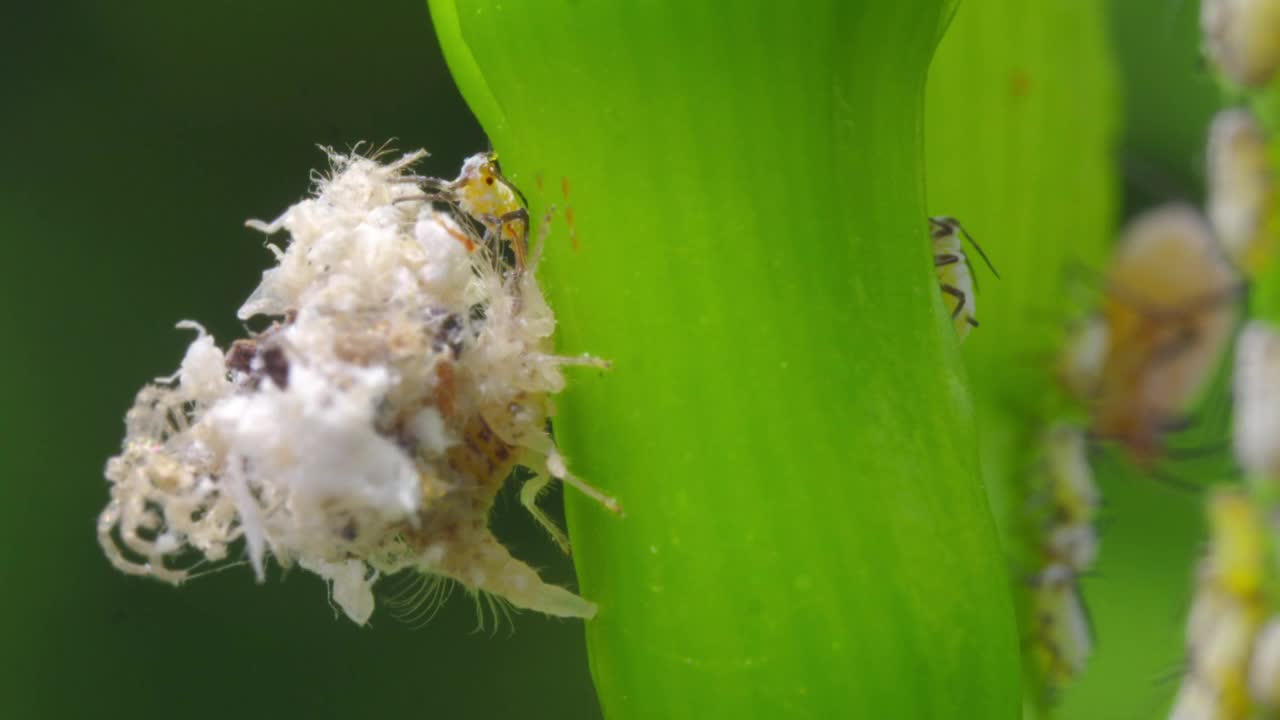 草蛉(神经翅目)幼虫伪装成虫体攻击蚜虫/京畿道，韩国视频素材