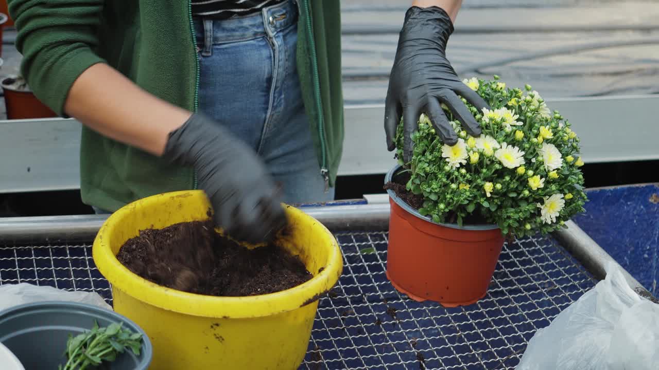 女园丁在温室里移栽菊花，女园丁在花盆里照料植物，园艺观念视频下载