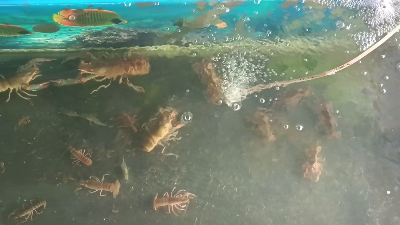 水族馆里有很多龙虾尾巴视频素材