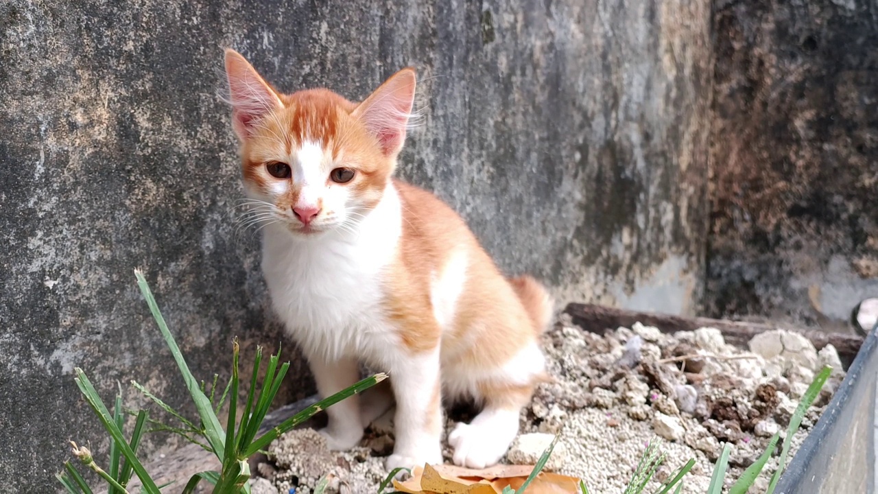 一只橙色的小猫蹲在满猫砂盆里视频素材