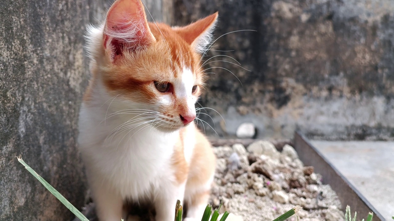 一只橙色的小猫蹲在满猫砂盆里视频素材