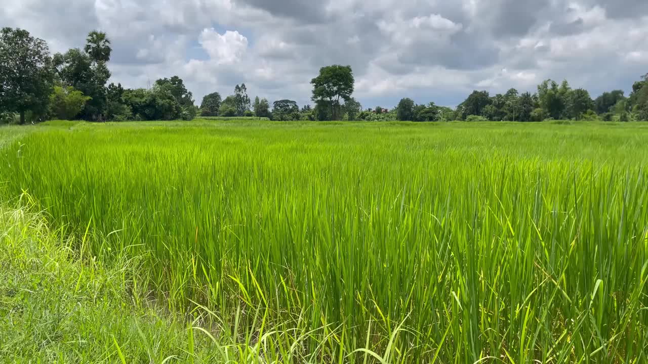 夏天的风景，绿色的田野，肥沃的稻田视频下载