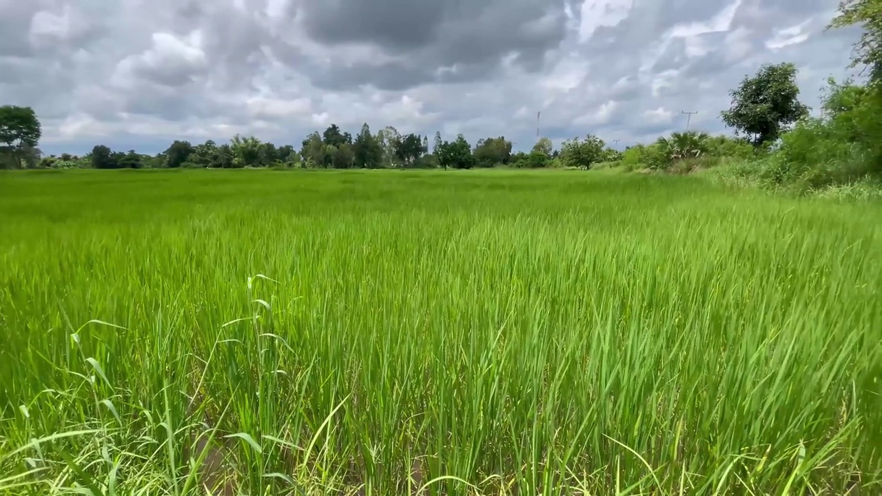 夏天的风景，绿色的田野，肥沃的稻田视频下载