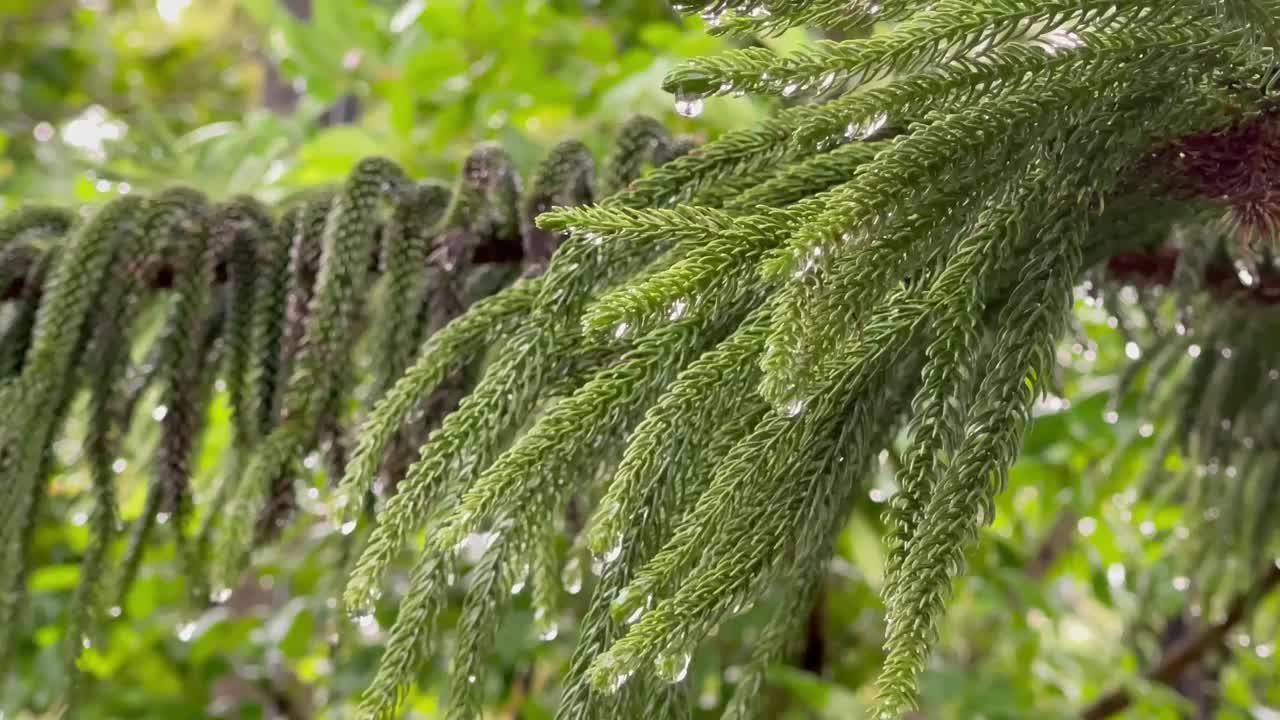 细雨中，雨滴落在树叶和树上视频下载