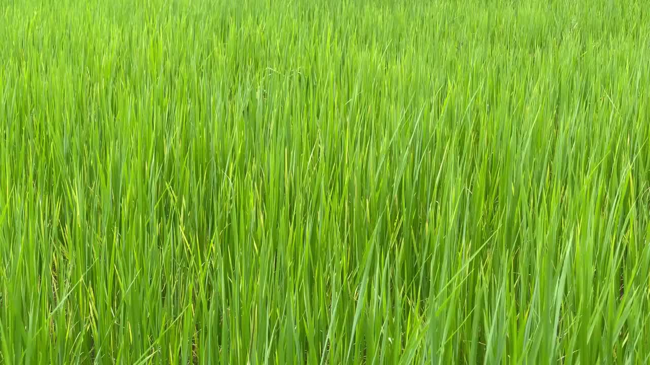 夏天的风景，绿色的田野，肥沃的稻田视频下载