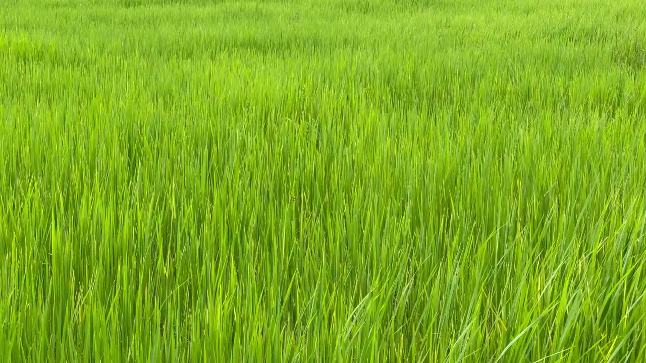 夏天的风景，绿色的田野，肥沃的稻田视频下载