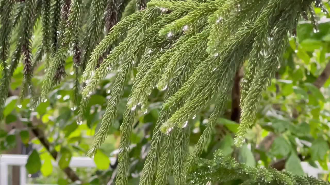 细雨中，雨滴落在树叶和树上视频下载