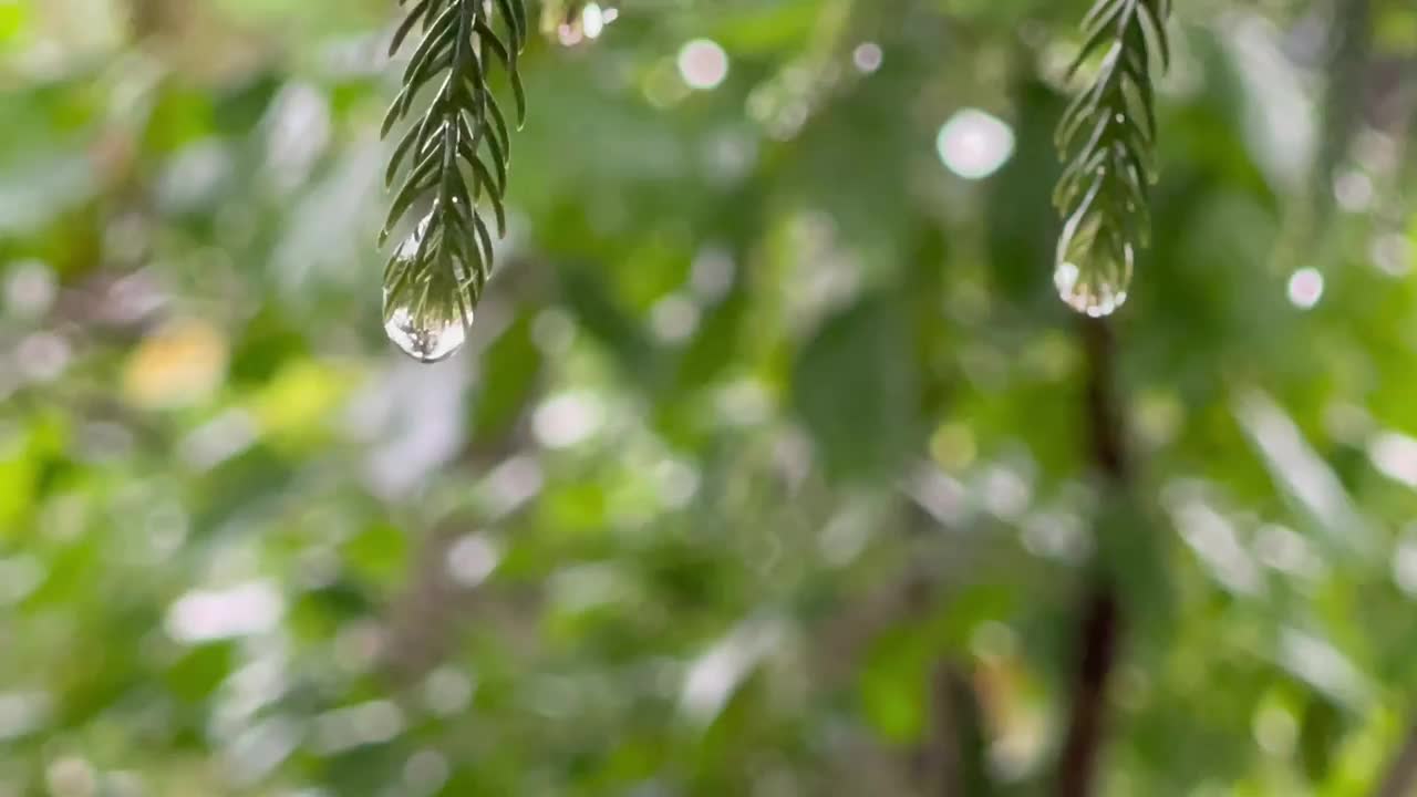 细雨中，雨滴落在树叶和树上视频下载