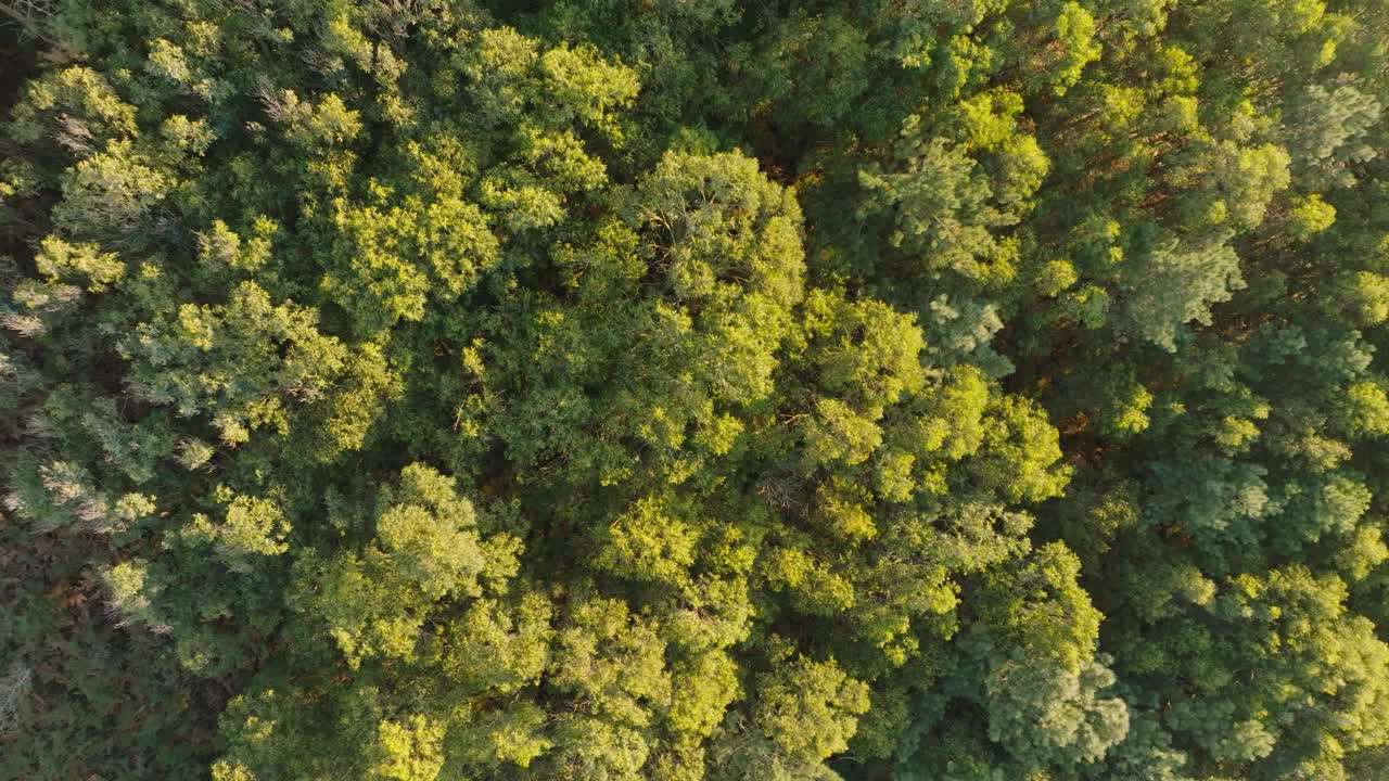 夏季茂密的绿色森林鸟瞰图视频素材