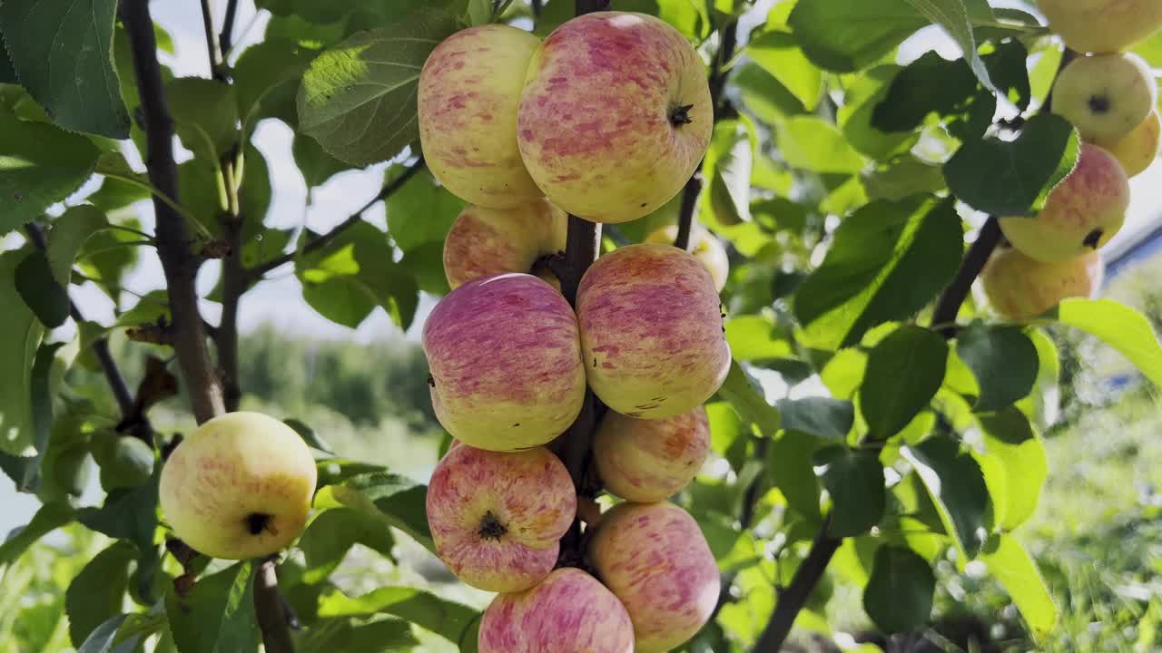 成熟多汁的苹果挂在树枝上视频下载