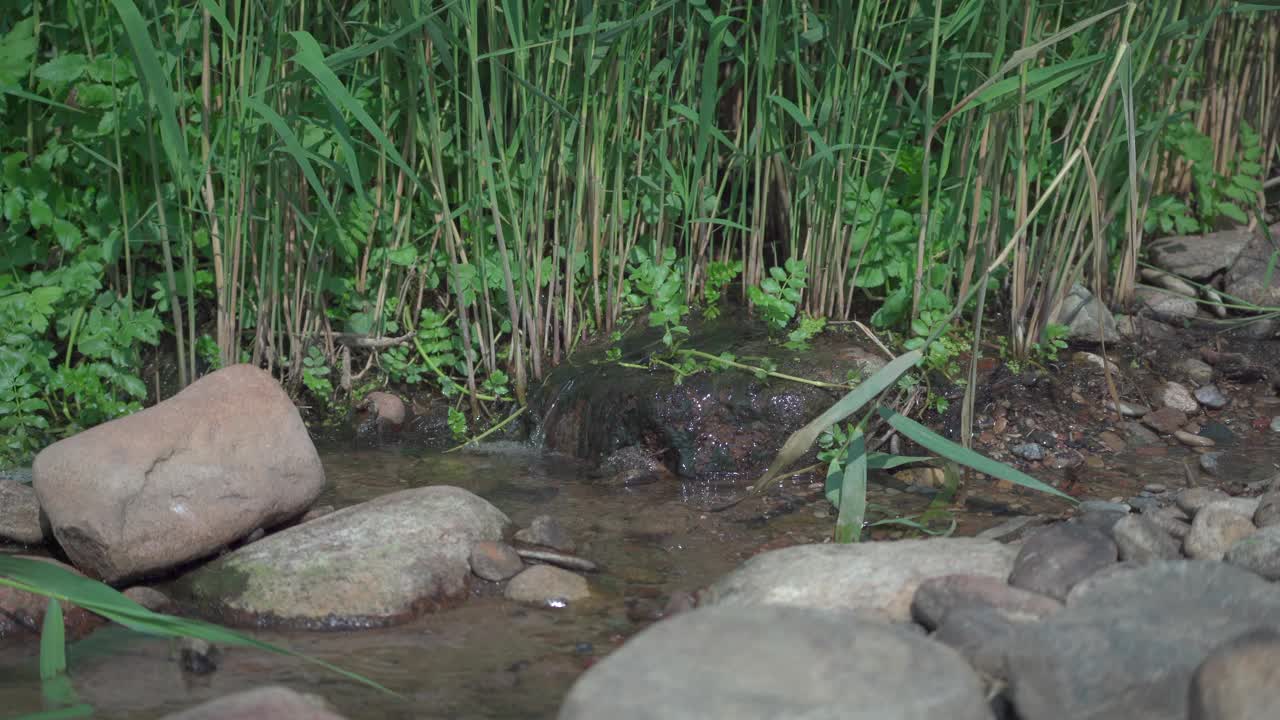 一条穿过石头的淡水小溪，视频素材