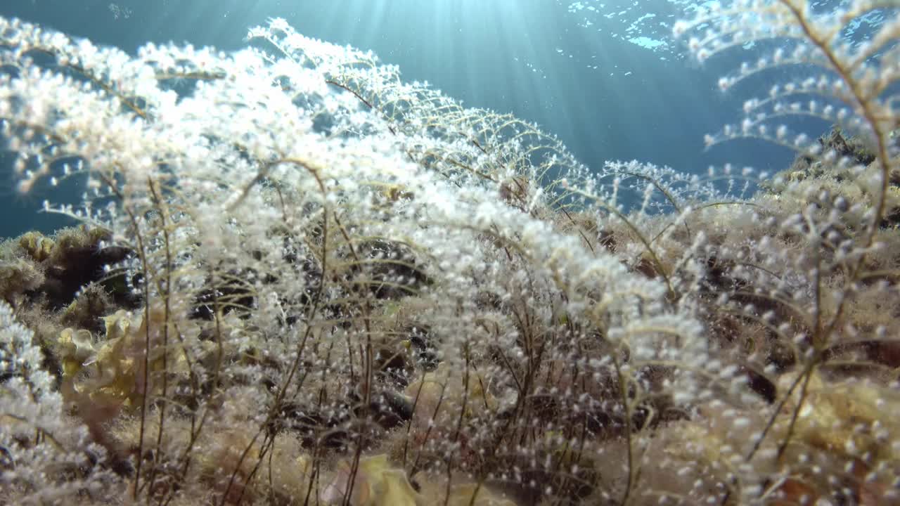 海洋生物-小藻类特写视频素材