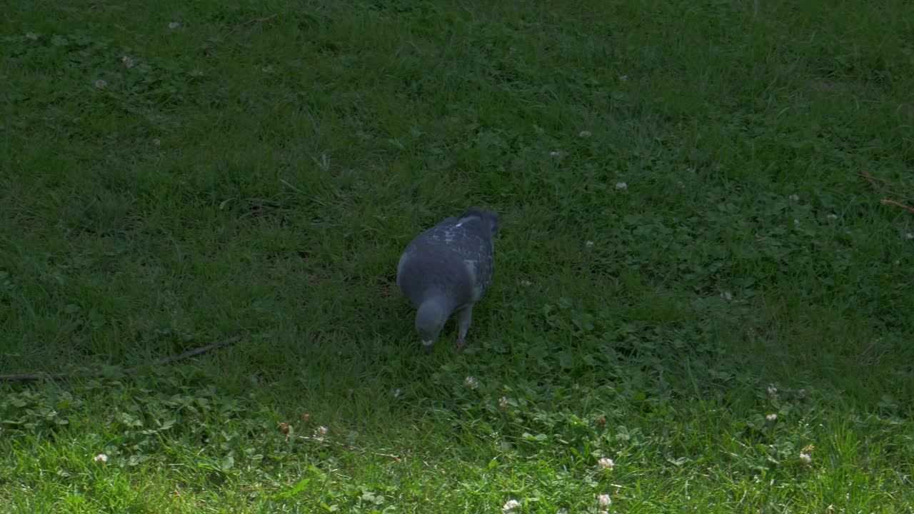 鸽子视频下载