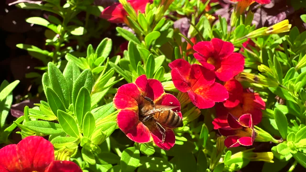 蜜蜂和花朵视频素材