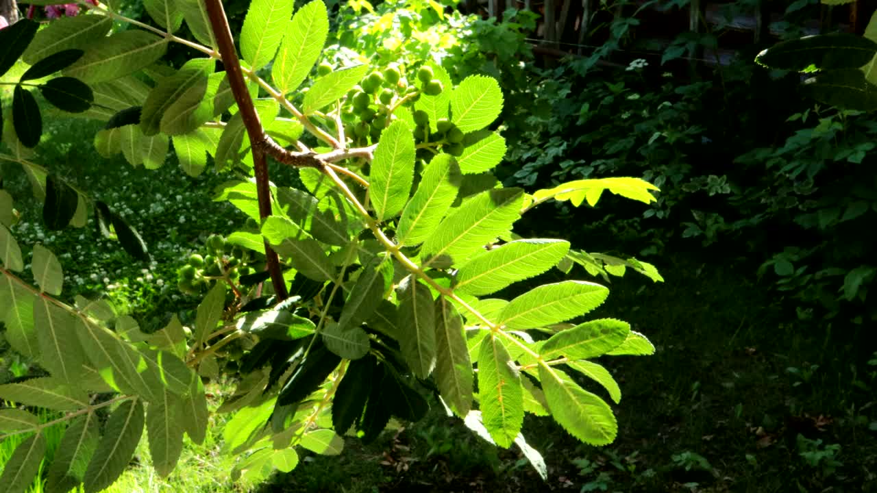 4k视频，山灰树枝在阳光下摇摆，阳光透过公园里的山灰树叶照耀视频下载