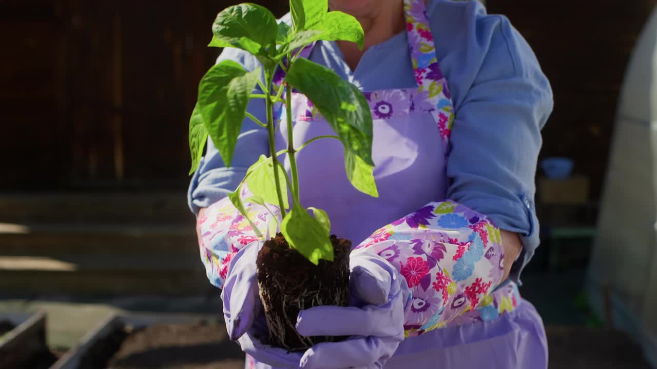 资深女园艺师在露天场地重新种植前观察植物发芽。视频素材